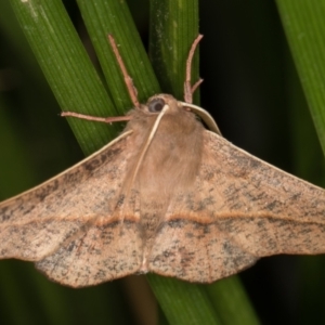 Antictenia punctunculus at Melba, ACT - 21 Jan 2022 10:17 PM