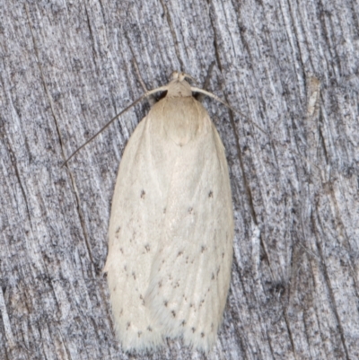 Garrha carnea (A concealer moth) at Melba, ACT - 21 Jan 2022 by kasiaaus