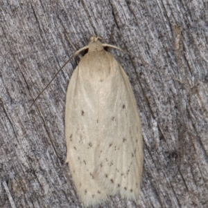 Garrha carnea at Melba, ACT - 21 Jan 2022 10:18 PM