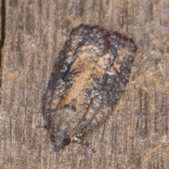 Thrincophora impletana (a Tortrix moth) at Melba, ACT - 21 Jan 2022 by kasiaaus