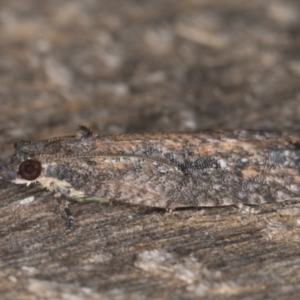 Thrincophora impletana at Melba, ACT - 21 Jan 2022 10:20 PM