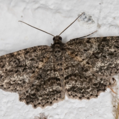 Ectropis fractaria (Ringed Bark Moth) at Melba, ACT - 21 Jan 2022 by kasiaaus