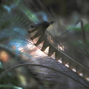 Menura novaehollandiae at Jamberoo, NSW - 13 Jun 2021