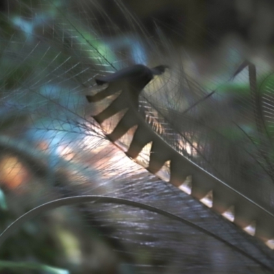 Menura novaehollandiae (Superb Lyrebird) at Budderoo National Park - 13 Jun 2021 by JimL