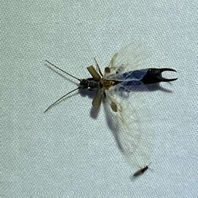 Unidentified Earwig (Dermaptera) at QPRC LGA - 22 Mar 2022 by Steve_Bok
