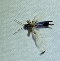 Unidentified Earwig (Dermaptera) (TBC) at Jerrabomberra, NSW - 22 Mar 2022 by Steve_Bok