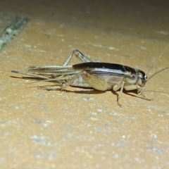 Grylloidea (superfamily) (Unidentified cricket) at Jerrabomberra, NSW - 22 Mar 2022 by Steve_Bok