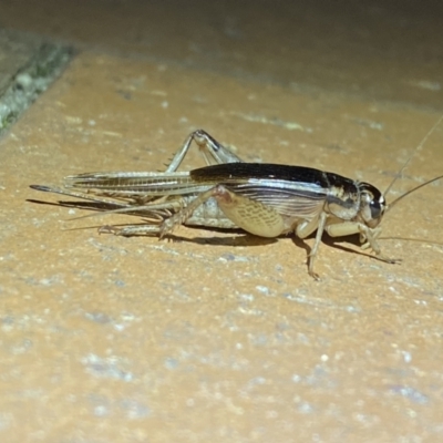 Grylloidea (superfamily) (Unidentified cricket) at QPRC LGA - 22 Mar 2022 by Steve_Bok