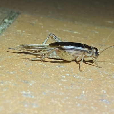 Grylloidea (superfamily) (Unidentified cricket) at Jerrabomberra, NSW - 22 Mar 2022 by SteveBorkowskis