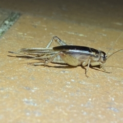 Grylloidea (superfamily) (Unidentified cricket) at QPRC LGA - 22 Mar 2022 by Steve_Bok