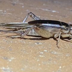 Grylloidea (superfamily) at Jerrabomberra, NSW - 22 Mar 2022