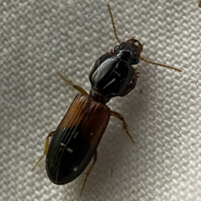 Clivina basalis (A carab beetle) at Jerrabomberra, NSW - 22 Mar 2022 by Steve_Bok