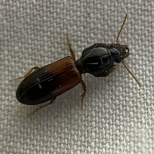 Clivina basalis at Jerrabomberra, NSW - suppressed