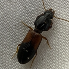 Clivina basalis at Jerrabomberra, NSW - suppressed