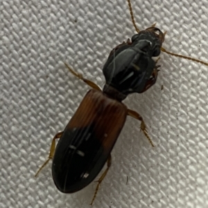 Clivina basalis at suppressed - 22 Mar 2022