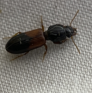 Clivina basalis at Jerrabomberra, NSW - suppressed