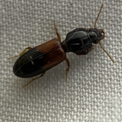 Clivina basalis at Jerrabomberra, NSW - suppressed