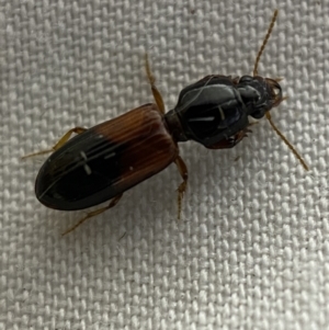 Clivina basalis at suppressed - 22 Mar 2022