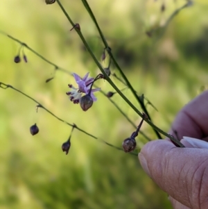 Arthropodium milleflorum at Nurenmerenmong, NSW - 4 Feb 2022 04:22 PM