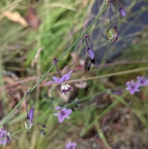 Arthropodium milleflorum at Nurenmerenmong, NSW - 4 Feb 2022