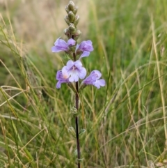 Euphrasia collina (Purple Eye-bright) at Nurenmerenmong, NSW - 4 Feb 2022 by Marchien