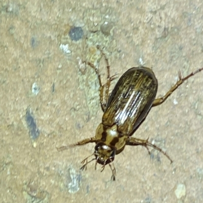 Telura sp. (genus) (A scarab beetle) at QPRC LGA - 22 Mar 2022 by Steve_Bok