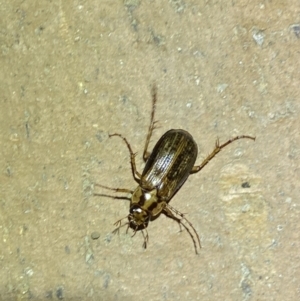 Telura sp. (genus) at Jerrabomberra, NSW - 23 Mar 2022