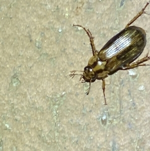 Telura sp. (genus) at Jerrabomberra, NSW - 23 Mar 2022