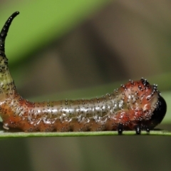 Lophyrotoma interrupta (Cattle Poisoning Sawfly) at ANBG - 21 Mar 2022 by TimL