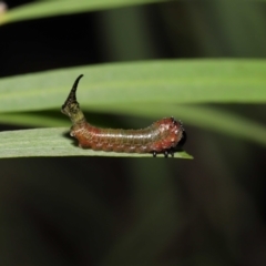 Lophyrotoma interrupta at Acton, ACT - 22 Mar 2022 10:58 AM