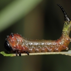 Lophyrotoma interrupta at Acton, ACT - 22 Mar 2022 10:58 AM