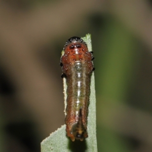 Lophyrotoma interrupta at Acton, ACT - 22 Mar 2022