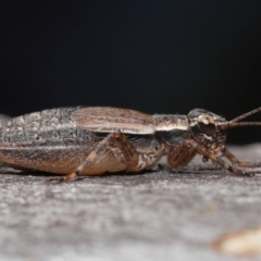 Eurepa marginipennis (Mottled bush cricket) at Acton, ACT - 22 Mar 2022 by TimL