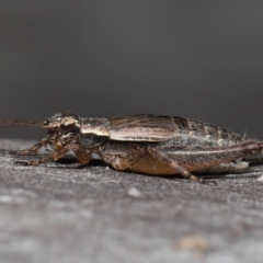 Eurepa marginipennis at Acton, ACT - 22 Mar 2022