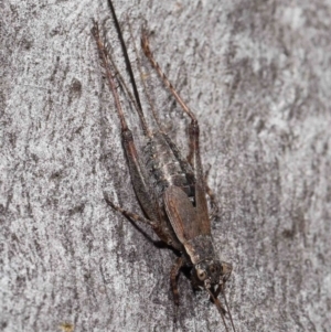 Eurepa marginipennis at Acton, ACT - 22 Mar 2022