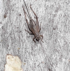 Eurepa marginipennis at Acton, ACT - 22 Mar 2022