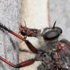 Neoaratus hercules (Herculean Robber Fly) at Acton, ACT - 3 Feb 2022 by TimL