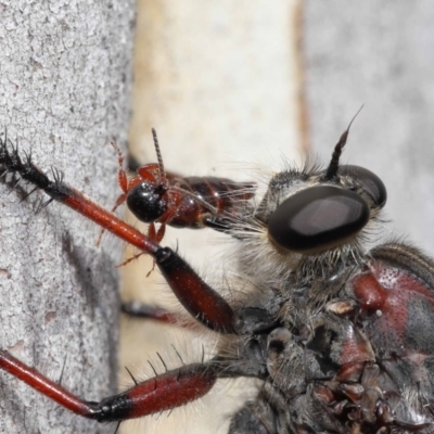 Neoaratus hercules (Herculean Robber Fly) at ANBG - 2 Feb 2022 by TimL