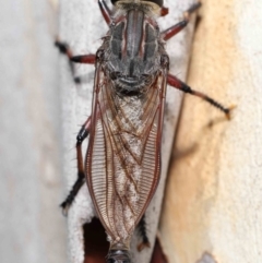 Neoaratus hercules at Acton, ACT - 3 Feb 2022 09:57 AM