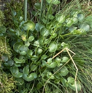 Cardamine lilacina at Cotter River, ACT - 21 Mar 2022 03:11 PM