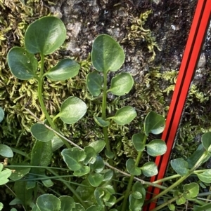 Cardamine lilacina at Cotter River, ACT - 21 Mar 2022