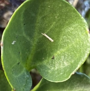 Cardamine lilacina at Cotter River, ACT - 21 Mar 2022 03:11 PM