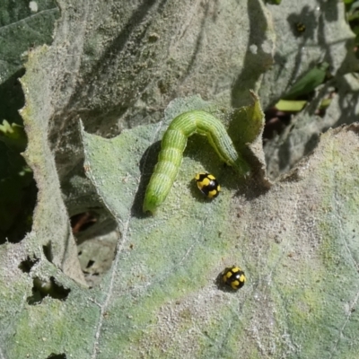 Plusiinae (subfamily) Immature (green looper) at McKellar, ACT - 20 Mar 2022 by Amata