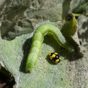 Plusiinae (subfamily) Immature at suppressed - 20 Mar 2022