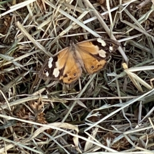 Heteronympha merope at Sutton, NSW - 23 Mar 2022