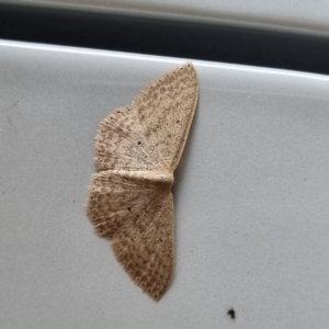 Scopula optivata at Molonglo Valley, ACT - 23 Mar 2022