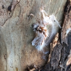 Anthela (genus) immature (Unidentified Anthelid Moth) at Wallaroo, NSW - 23 Mar 2022 by Jennie