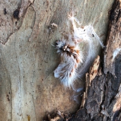 Anthela (genus) immature (Unidentified Anthelid Moth) at Wallaroo, NSW - 23 Mar 2022 by Jennie