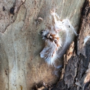 Anthela (genus) immature at Wallaroo, NSW - 23 Mar 2022