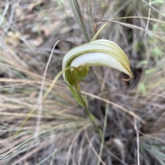 Diplodium ampliatum (Large Autumn Greenhood) at Crace, ACT - 22 Mar 2022 by Hotchkii